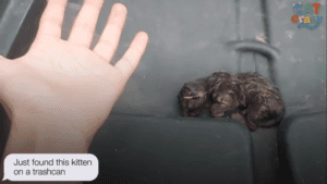 Tiny kitten thrown in a trashcan miraculously survives and suckles his dad's hands