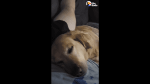 Yellow lab found freezing in a pile of leaves loves the gym