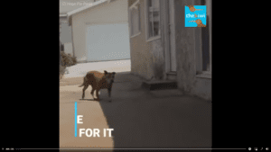 Dog left behind by his owner waited and waited for him to come back
