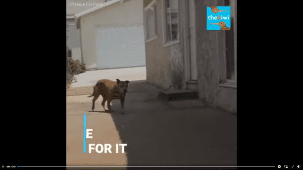 Dog left behind by his owner waited and waited for him to come back - photo licensed by shore news network.