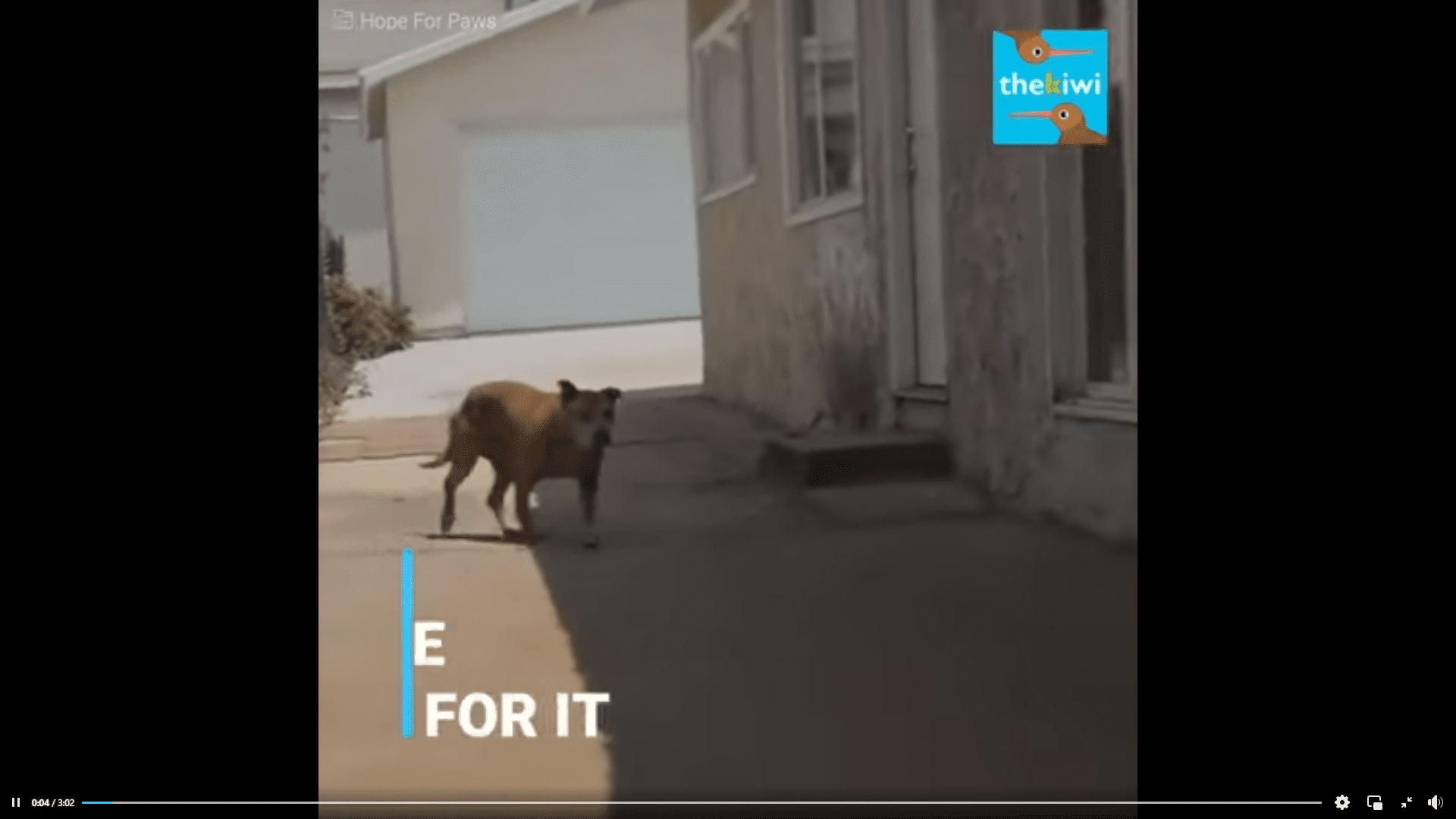 Dog Left behind by his owner waited and waited for him to come back