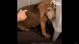 Abandoned beagle learns to love again