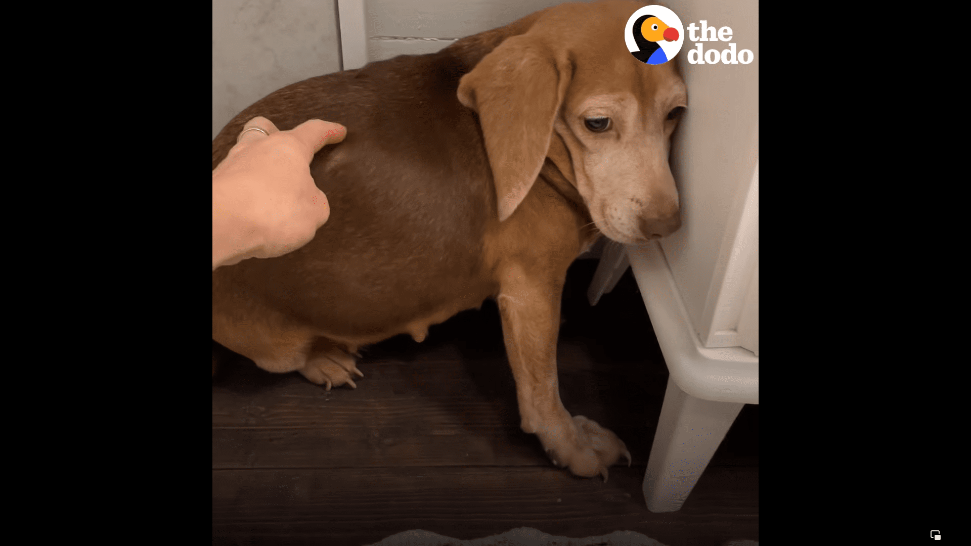 Abandoned beagle learns to love again