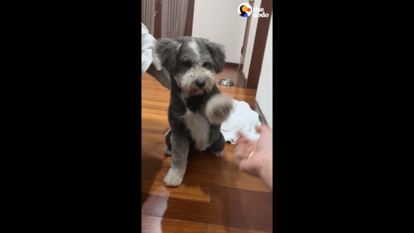 Little injured dog left out on the street is given up and now has the best life - photo licensed by shore news network.