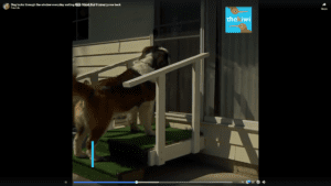 Dog patiently sits outside waiting for his best friend who is never coming home