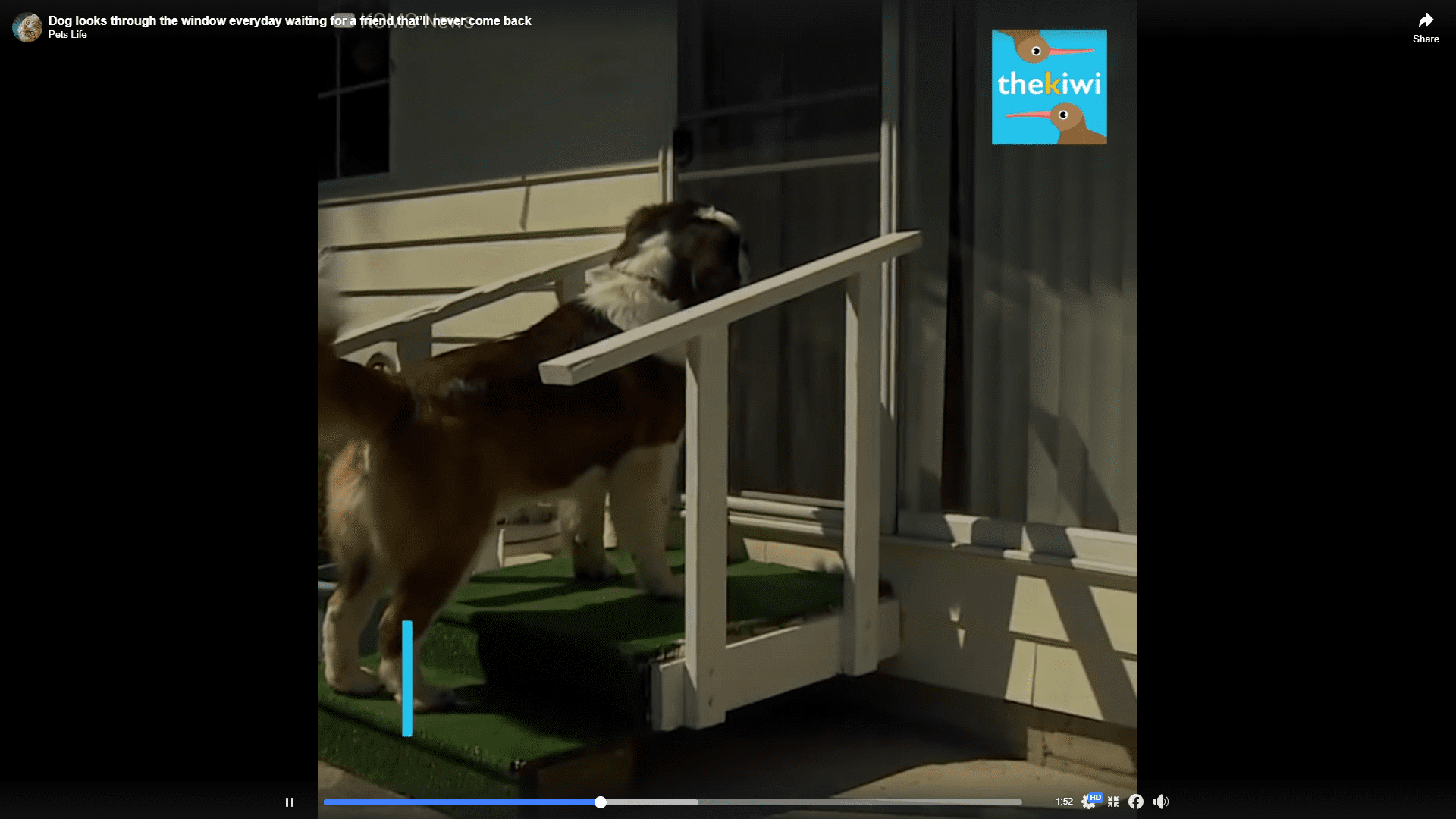 Dog patiently sits outside waiting for his best friend who is never coming home