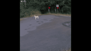Beautiful golden retriever dumped in the park waits and waits for owner to come back