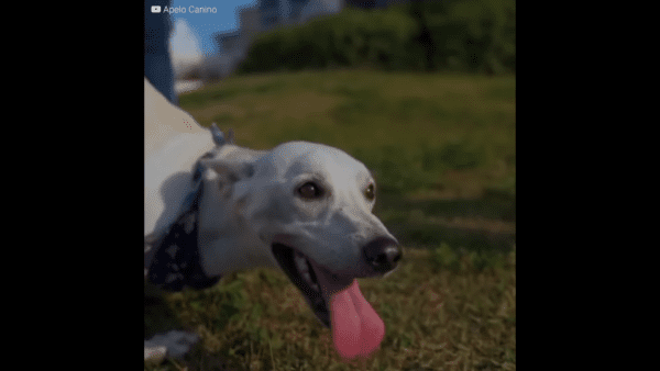 Poor dog thrown out of car tries frantically to get back in but owner throws him out again - photo licensed by shore news network.