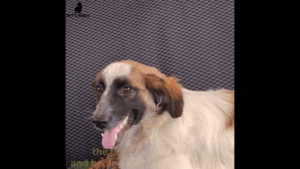 Little dog abandoned on highway cries and waits for someone to rescue her