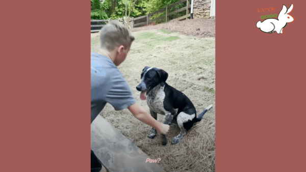 Sick puppy dumped at shelter makes miracle recovery - photo licensed by shore news network.