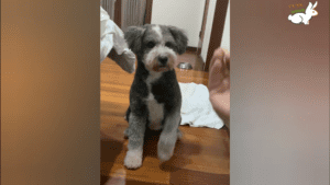 Schnauzer left on side of road transforms into the cutest dog
