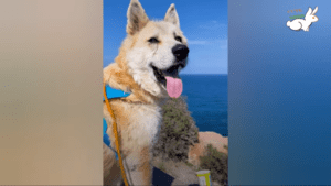 Akita dumped in the trash rescued and now is now the fluffiest dog