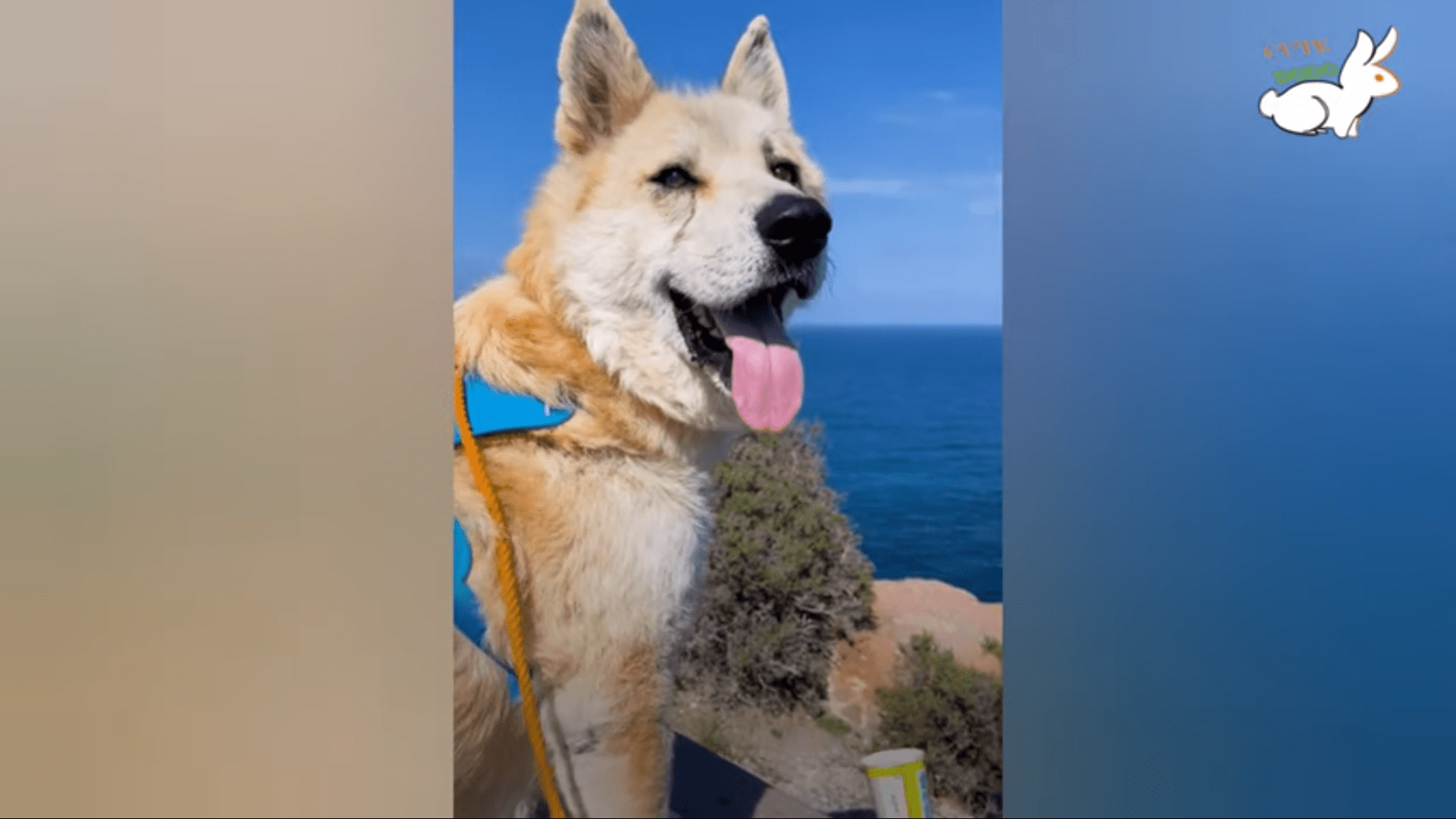 Akita Dumped in the trash Rescued and now is now the Fluffiest dog