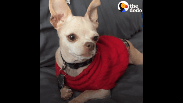 Tiny dumped chihuahua slowly learns how to trust and love humans again