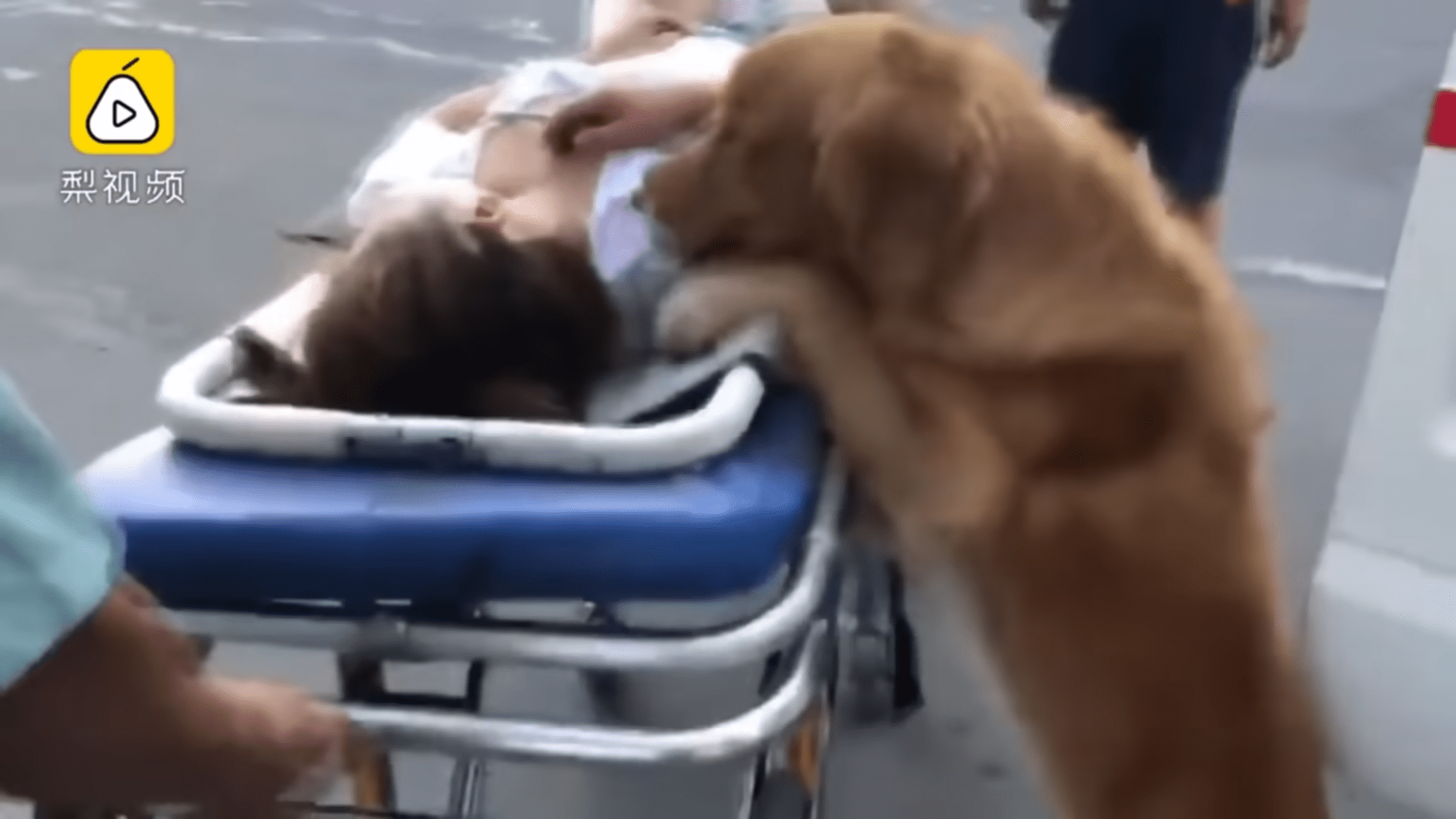 Golden Retriever Refuses To Leave Owners side after she collapses And Rides with her in Ambulance