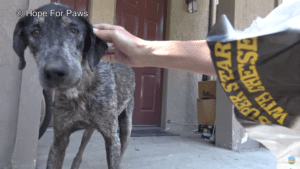 Owners thought beautiful pointer was dead, but didn't want her anyway