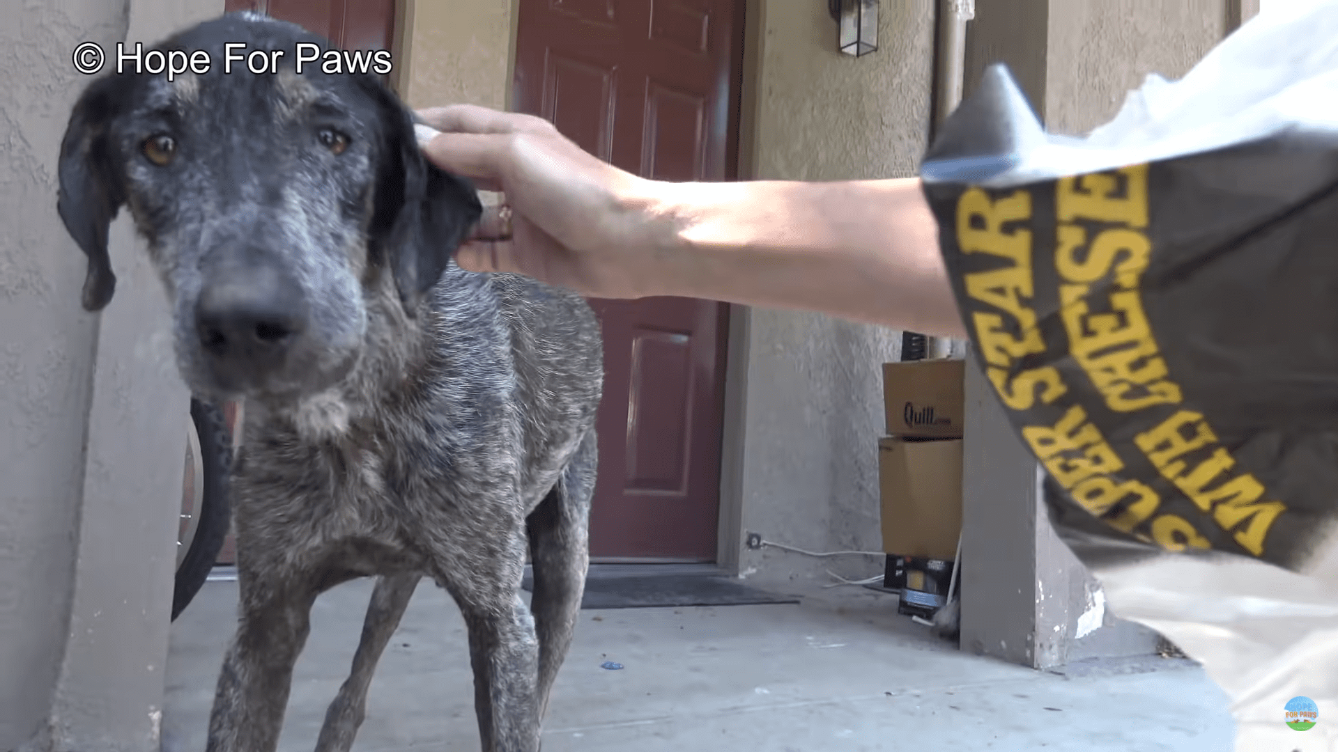 Owners thought beautiful Pointer was dead, but didn't want her anyway