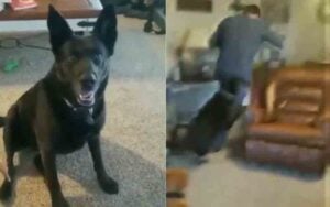 Dog gets mad, attacks owner after finding out he voted for joe biden