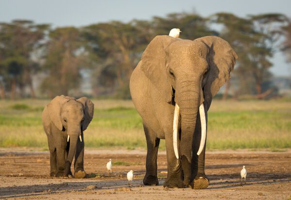 Anchorage businessman convicted and sentenced for walrus ivory trafficking and tax evasion - photo licensed by shore news network.