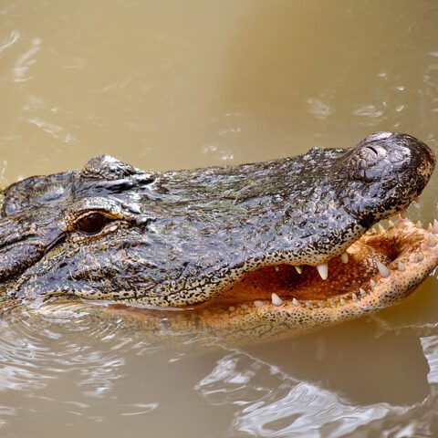 New york man sues after state raids his home to seize pet alligator - photo licensed by shore news network.