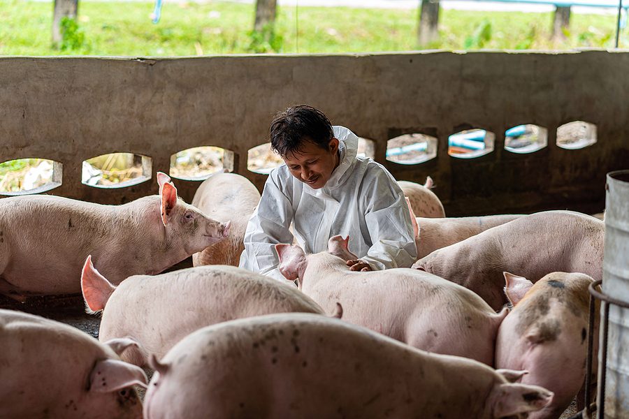Bacon under fire! California law targets pork and threatens farmers with jail time