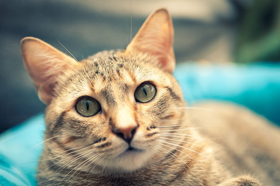 Man who beat his cat with baseball bat facing 4 year in prison