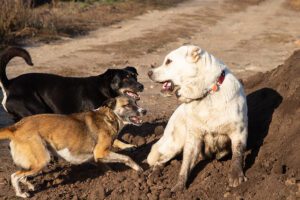 89 dogs rescued in new york state's largest dogfighting bust