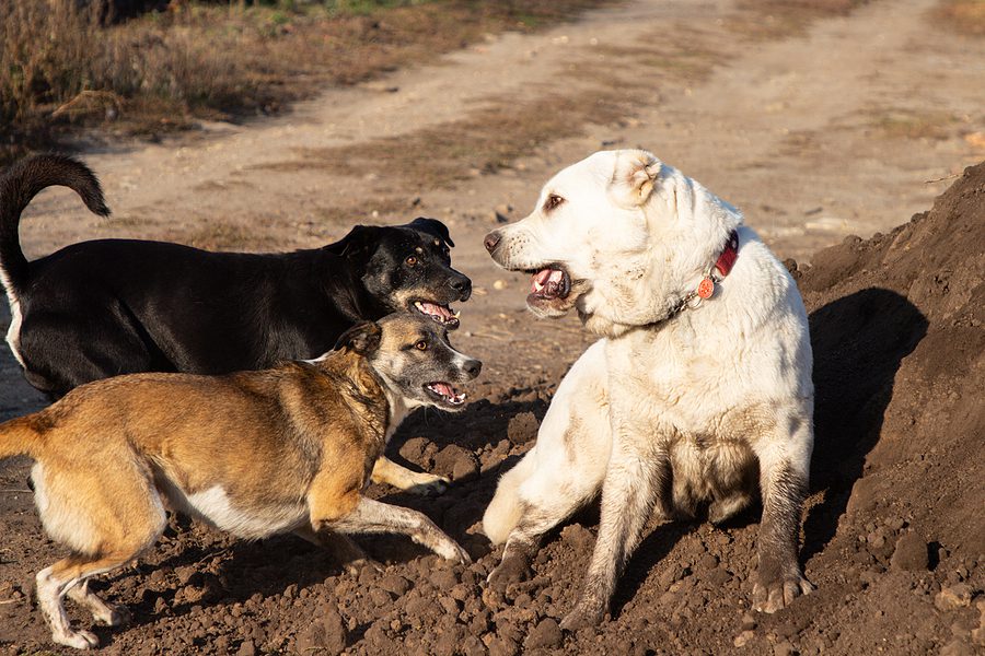89 dogs rescued in New York State's largest dogfighting bust