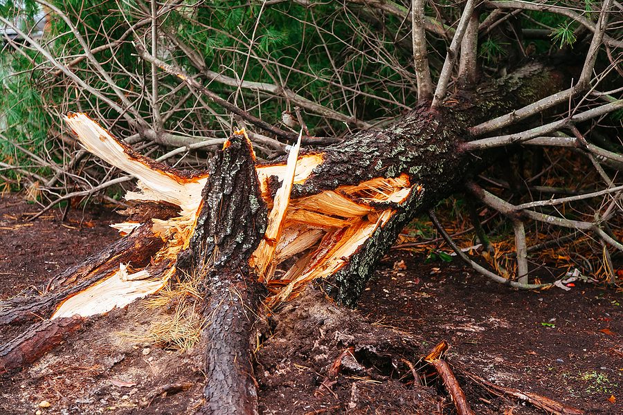 A tornado struck Jackson in July, NWS says