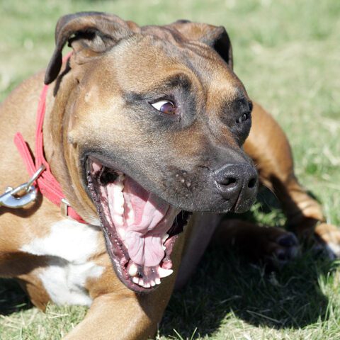 Police say queens man kept 27 pit-bulls in deplorable "dungeon like" conditions for dog fighting - photo licensed by shore news network.