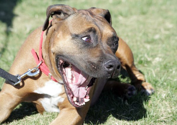 Police say queens man kept 27 pit-bulls in deplorable "dungeon like" conditions for dog fighting - photo licensed by shore news network.