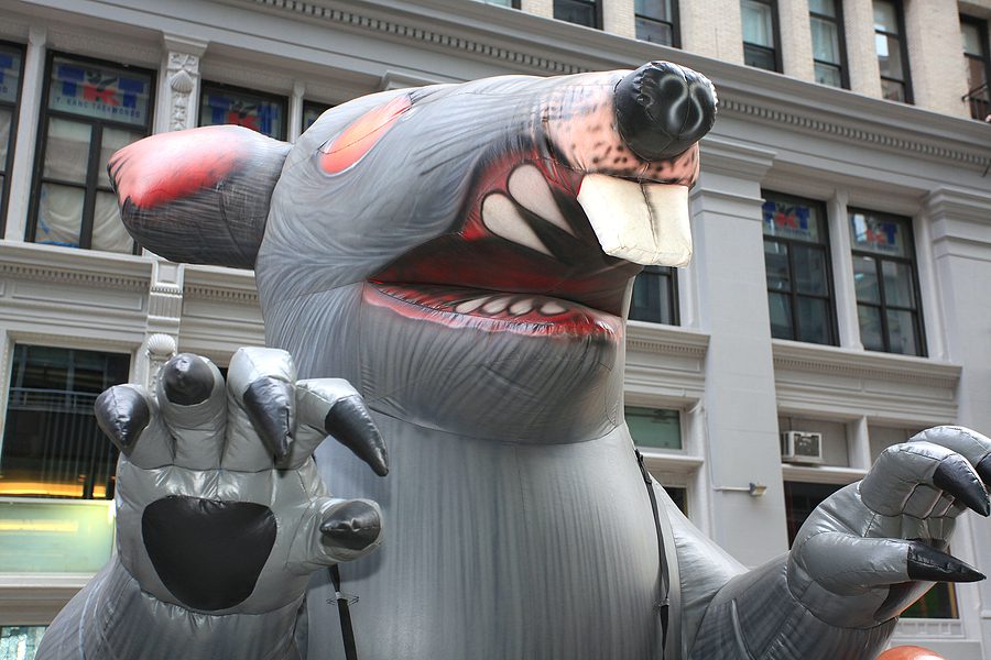 Why do unions use a rat to protest and did you know the rat actually has a name?