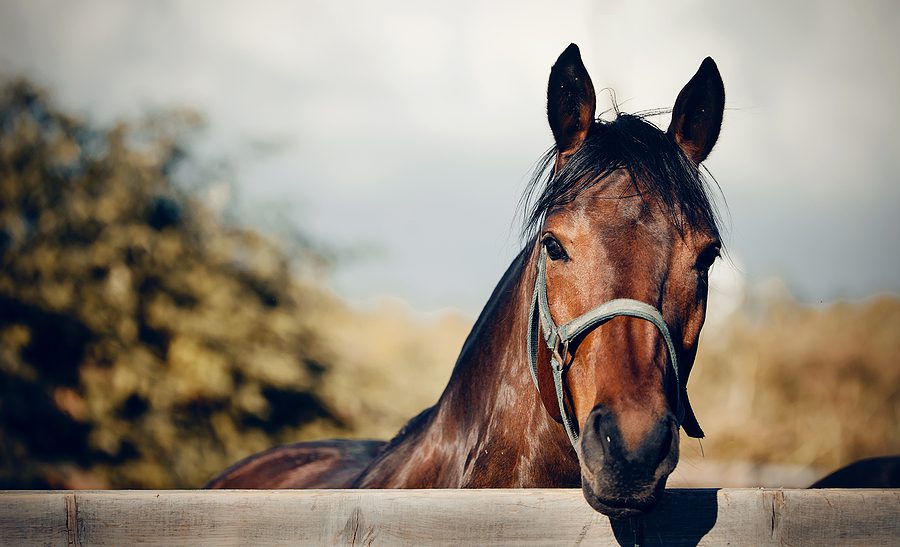 Warning issued after New Jersey horse contracts herpes