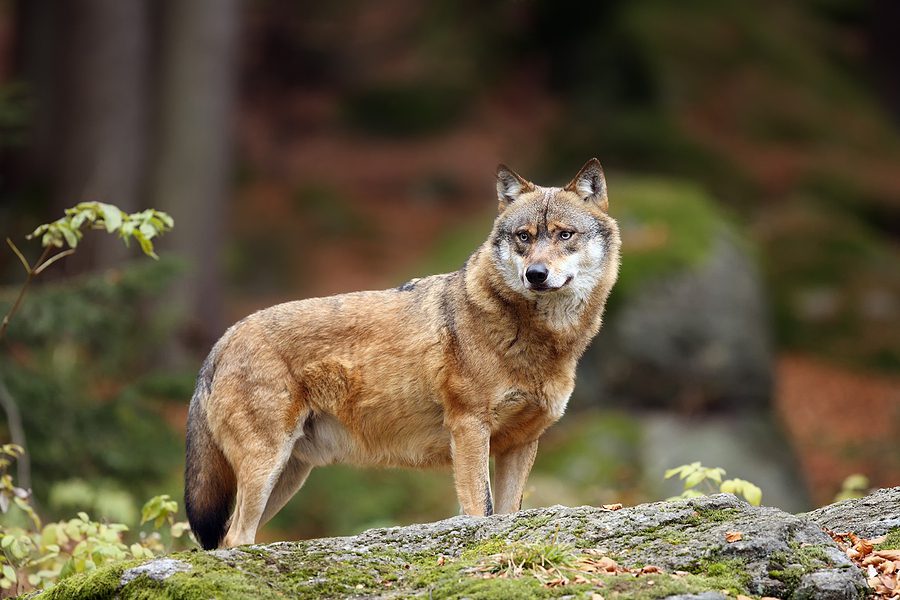 Reed Point man admits, sentenced for unlawful use of strychnine to poison wolf on Ennis area ranch