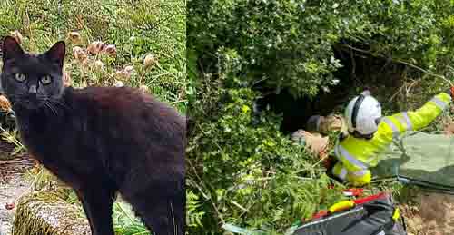 This cat led rescuers to an 83-year-old woman who fell down a 70-foot deep ravine