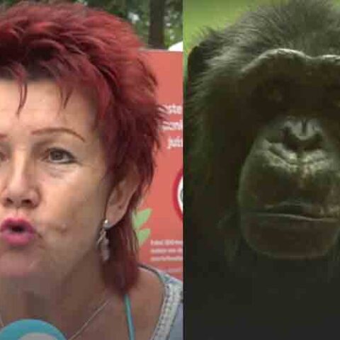 Woman banned from zoo over her unhealthy relationship with a chimpanzee - photo licensed by shore news network.