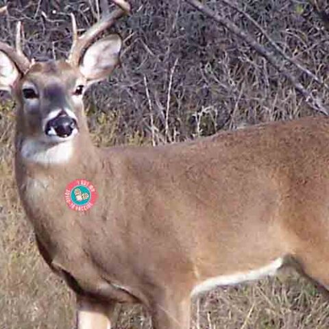 Northeastern iowa man sentenced to federal prison for guiding and outfitting illegal deer hunts - photo licensed by shore news network.