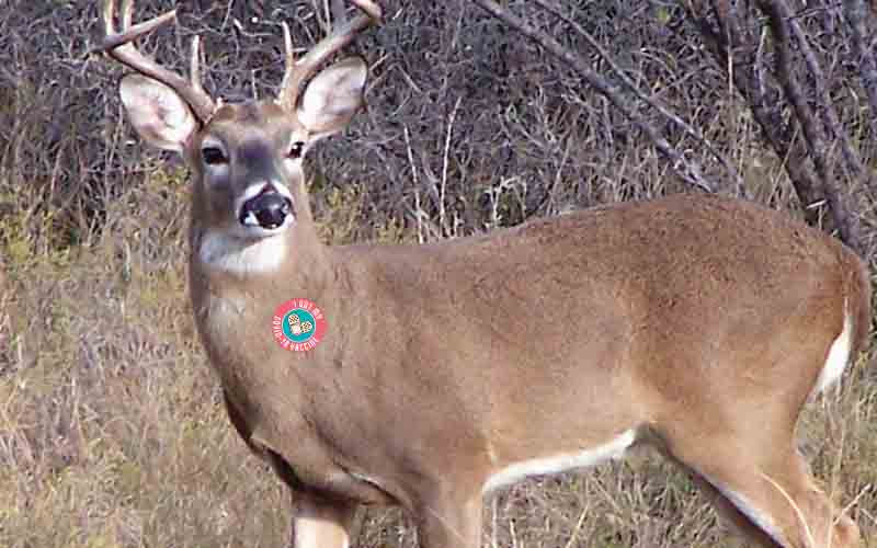 In New York, PA, even the deer have COVID-19 as study finds one-third carry the virus