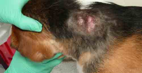 Mad scientist? Dr. Fauci spent $400,000 to infect healthy beagles with parasites then killed them