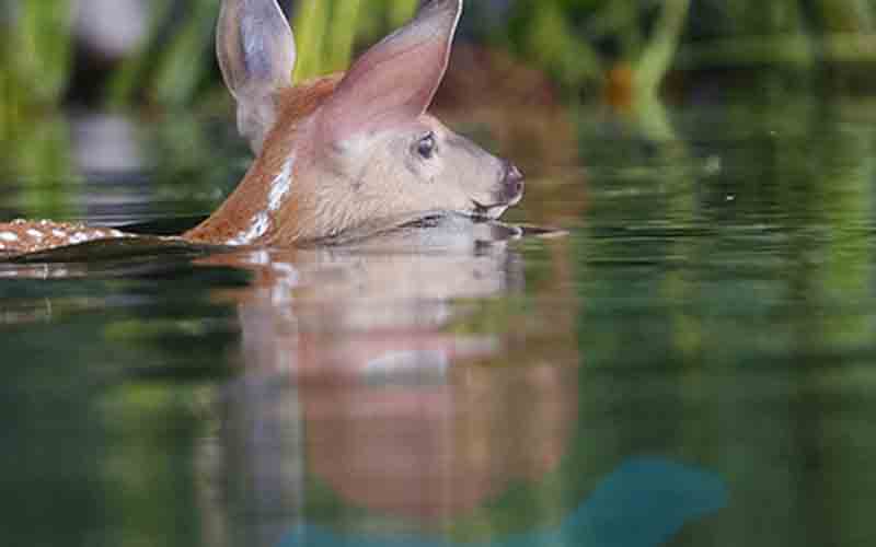 Man jumps into lagoon to rescue distressed baby deer