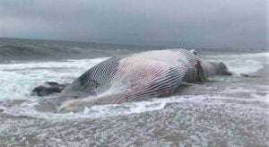 Huge whale larger than a transit bus washed up on the beach at the Jersey Shore