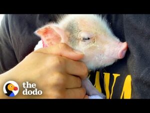 Tiny pig found abandoned finds love watching the sunset