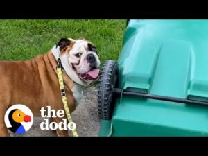 Watch this bulldog really hates garbage cans