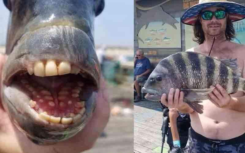 Fish with a human-like smile goes viral after caught in North Carolina