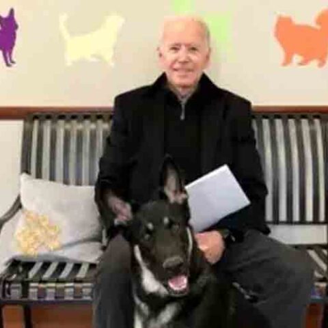 Biden's dog major was biting secret service agents every day released emails show - photo licensed by shore news network.
