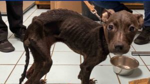 Reward offered after dog left tied to a pole, abandoned, and starved in newark