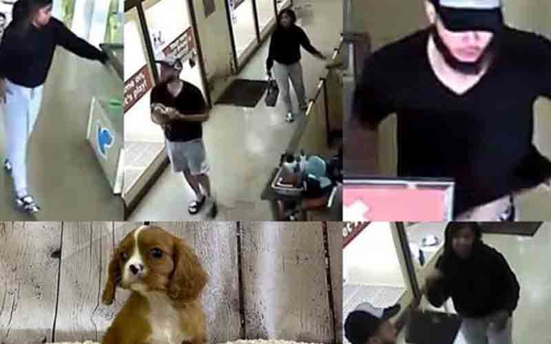 Do you recognize these puppy thieves? Columbus Police searching for dognappers