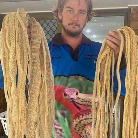 Snake in the attic? Family shocked when they find out how many - photo licensed by shore news network.