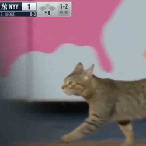 Jomboy gives the real story breakdown about this week's yankee stadium cat - photo licensed by shore news network.