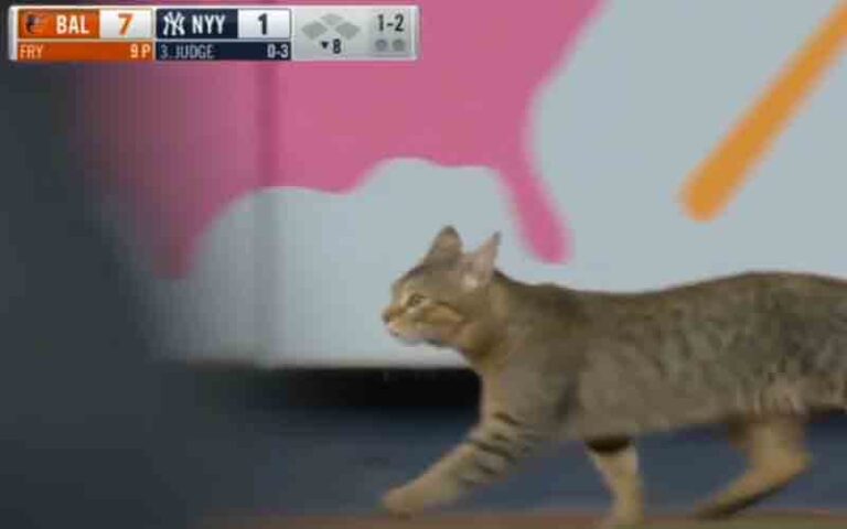 Jomboy gives the real story breakdown about this week's yankee stadium cat - photo licensed by shore news network.